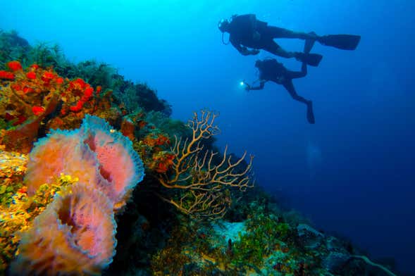 Buceo nocturno en Cozumel