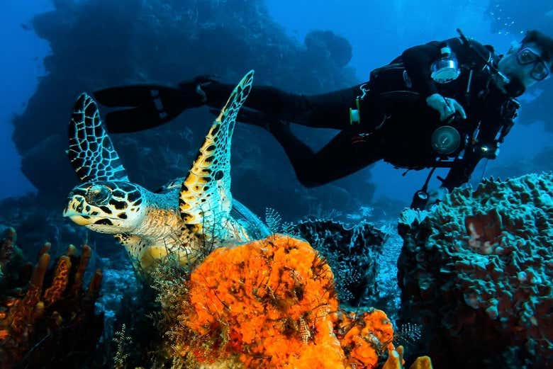 Nadando junto a una tortuga