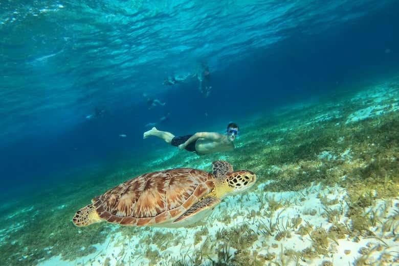 Buceando junto a una tortuga en Cozumel