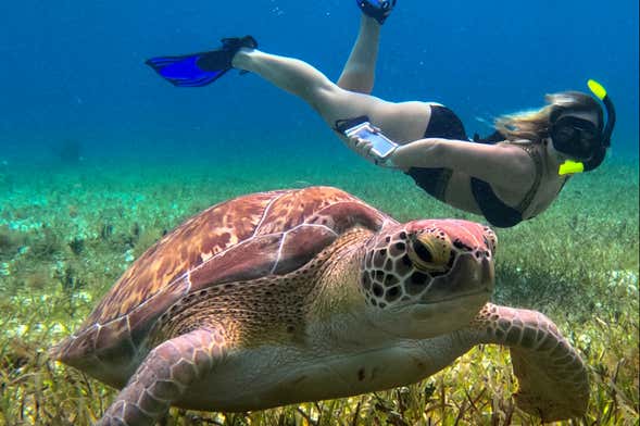 Snorkel en el santuario de tortugas de Cozumel