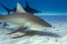 Buceo con tiburones toro en Playa del Carmen