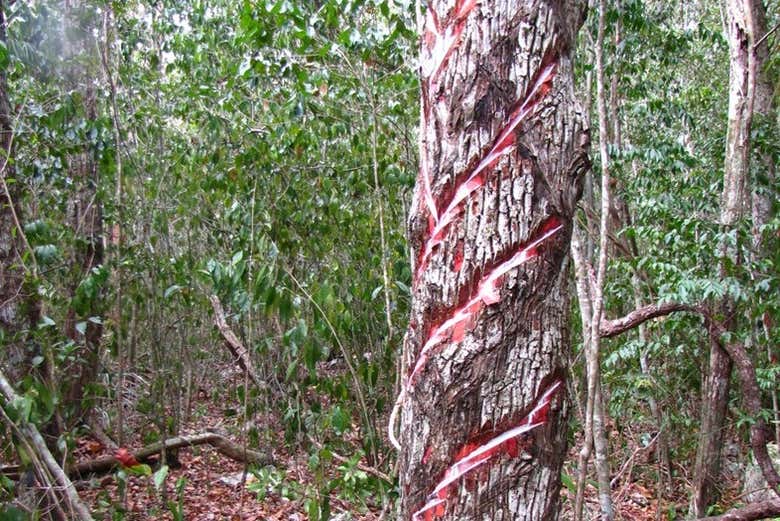 El árbol del chicle 