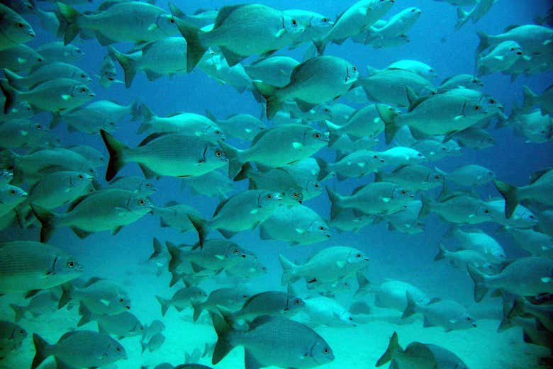 Banco de peces en Akumal