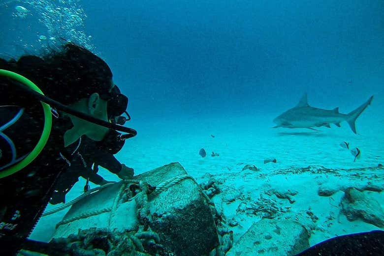 Buceando con tiburones toro en Playa del Carmen