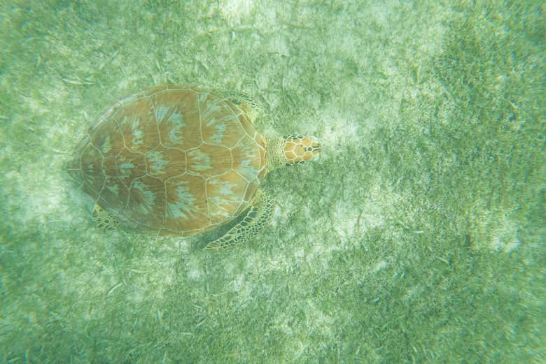 Una tortuga marina camuflándose en los fondos oceánicos