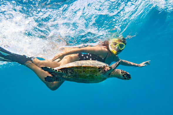 Nado con tortugas en la bahía de Akumal