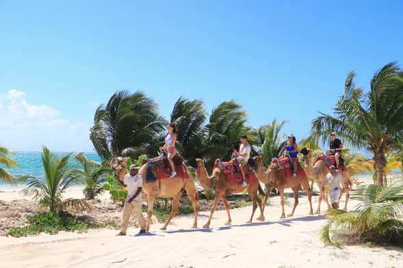 Paseo en camello por Riviera Maya