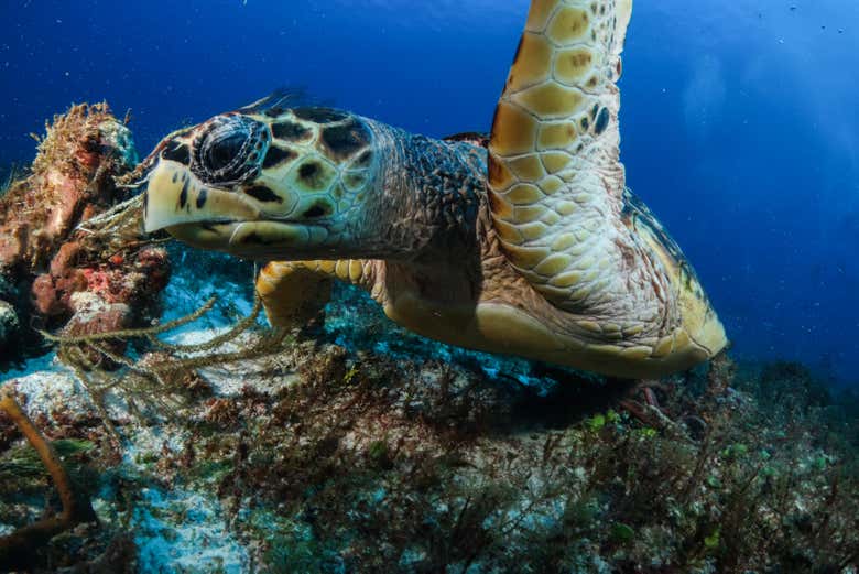 Avistamiento de tortuga 