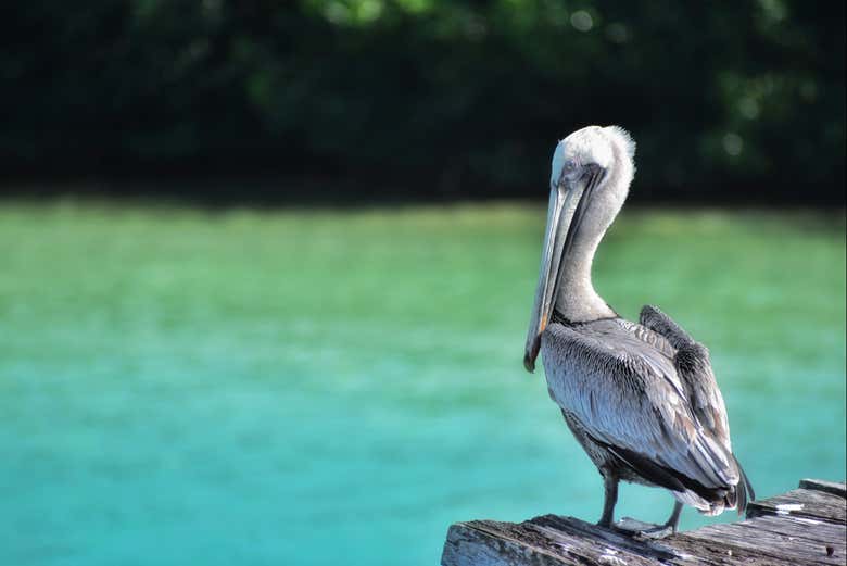 Un ave cerca de una de las lagunas de la reserva de Sian Ka'an
