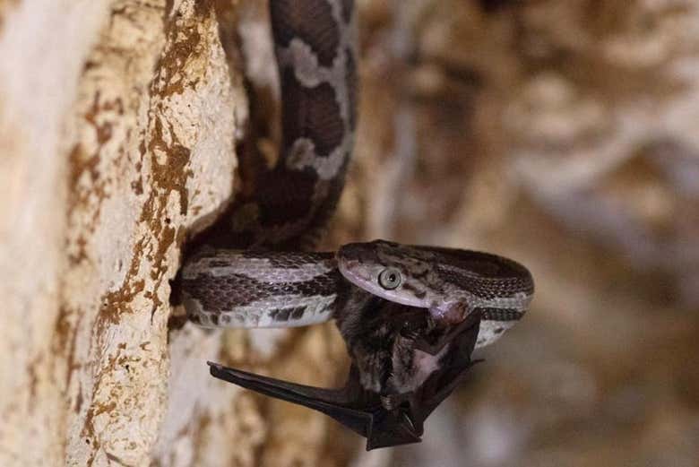 Una serpiente cazando un murciélago al vuelo